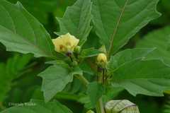 Physalis divaricata